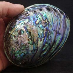 Abalone Muschel, Seeohrmuschel, Pauamuschel, Edelsteine